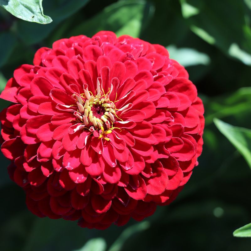 Zinnia