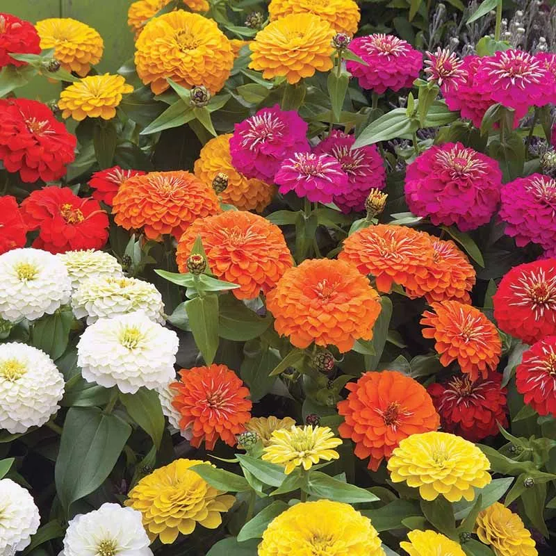 Zinnia