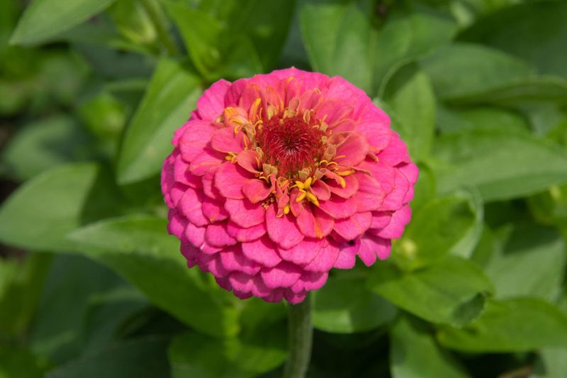 Zinnia