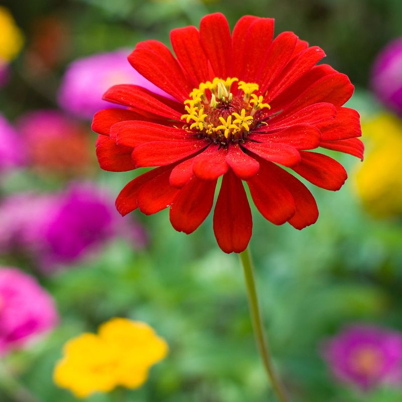 Zinnia