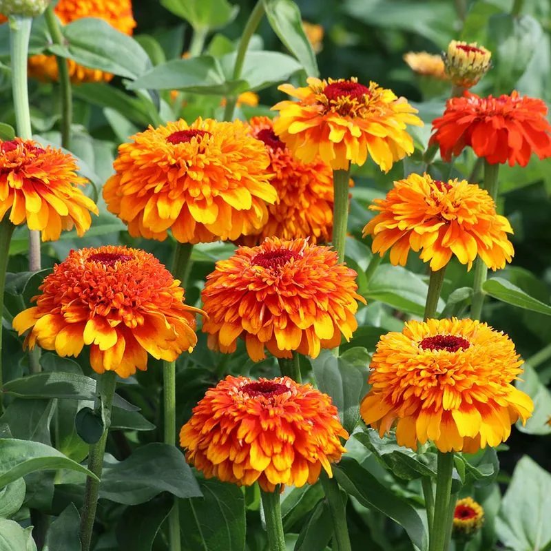 Zinnia Zest