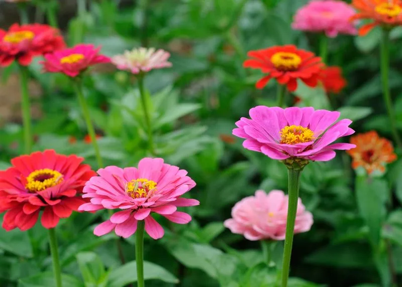 Zinnias