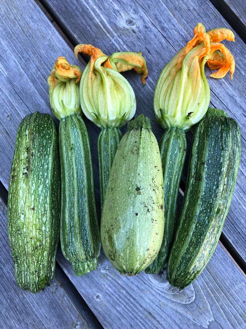 Zucchini