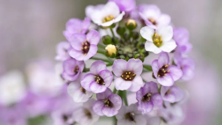 Avoid Planting These 16 Wasp-Attracting Flowering Plants In Your Garden