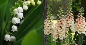 avoid-these-plants-in-your-garden-if-you-have-pets