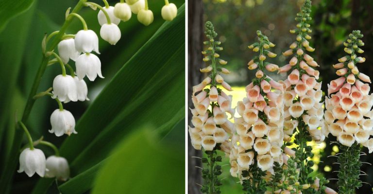 avoid-these-plants-in-your-garden-if-you-have-pets