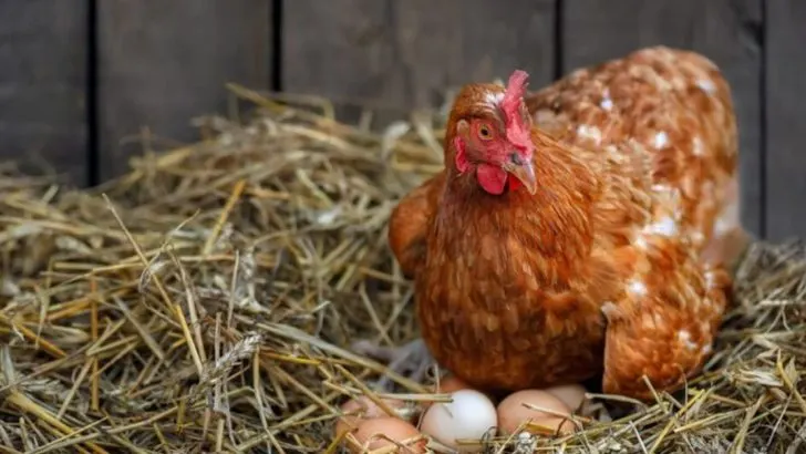 Curious About Chickens? 20 Questions People Always Ask