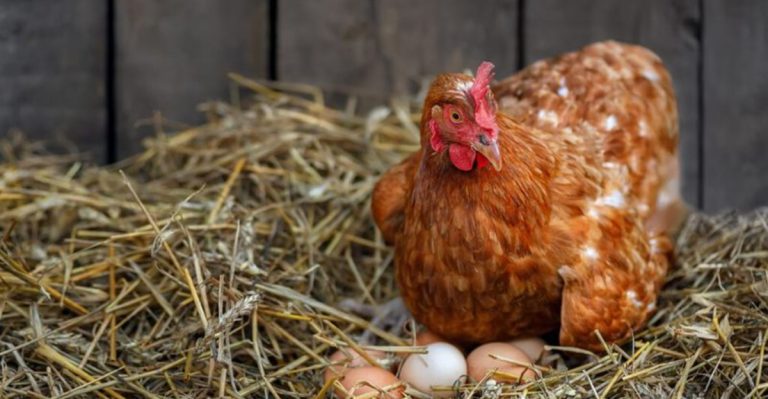 Curious About Chickens? 20 Questions People Always Ask