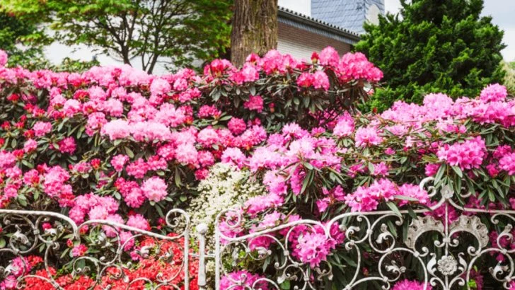 Design a Gorgeous Yard with Rhododendrons: 12 Ideas & Essential Care Tips