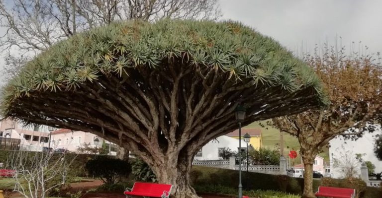 Extinct But Not Forgotten 16 Incredible Trees That Are Gone for Good