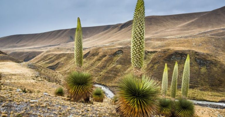 Flowers That Only Bloom Once Every 100 Years (Patience Pays Off)