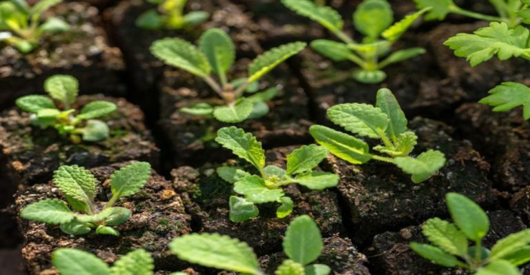 Gardeners Reveal 11 Benefits of Soil Blocking – And Why You Should Try It