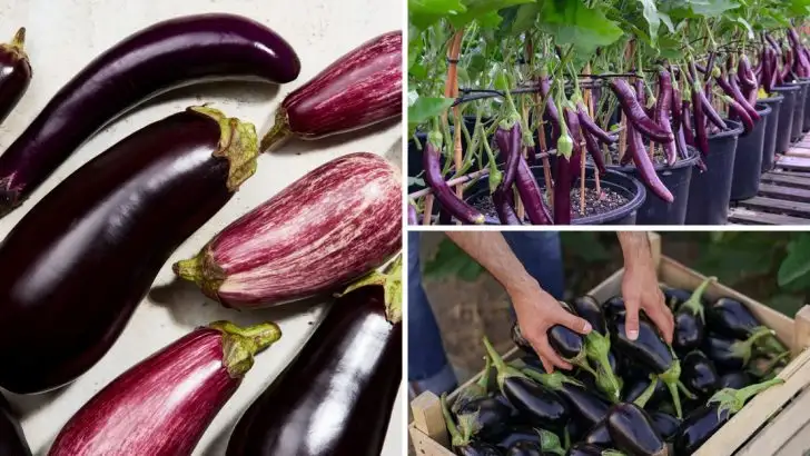Grow Tasty ‘Meatball’ Eggplants in Your Spring Garden With These 11 Simple Tips
