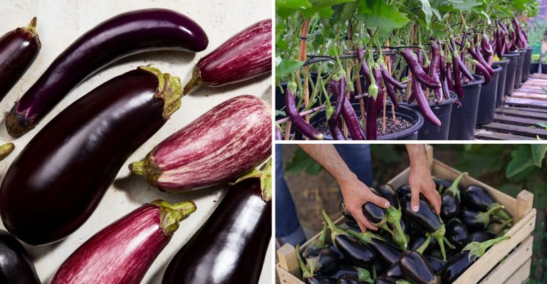 Grow Tasty ‘Meatball’ Eggplants in Your Spring Garden With These 11 Simple Tips
