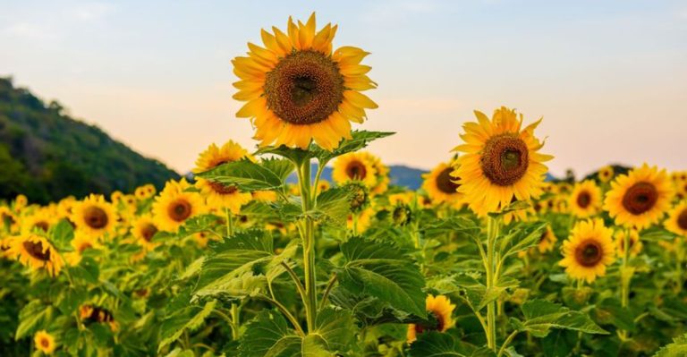 How Many Days from Seed to Bloom? 18 Popular Garden Flowers Compared