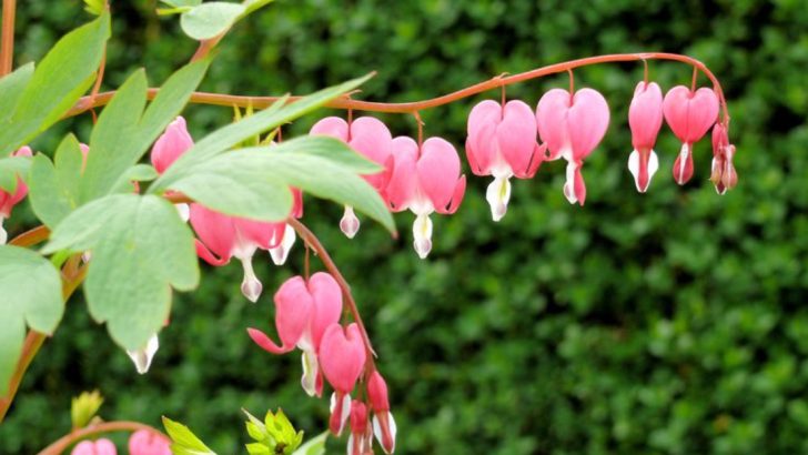 How to Create a Beautiful Women’s Day Garden Filled with Symbolic Blooms