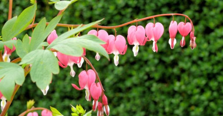 How to Create a Beautiful Women’s Day Garden Filled with Symbolic Blooms