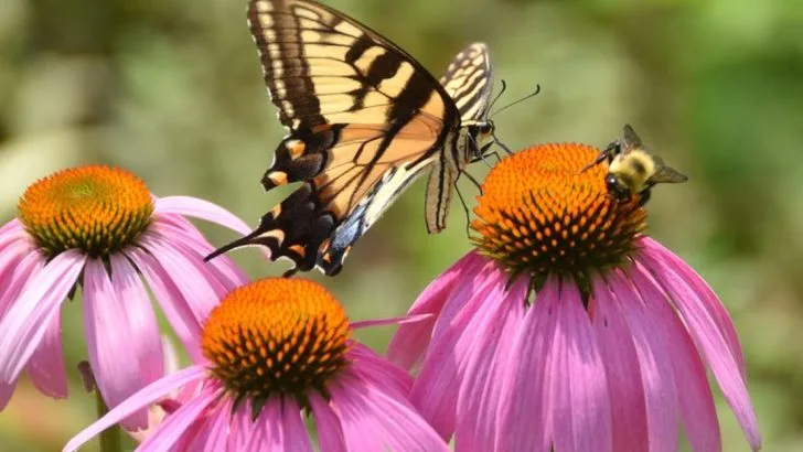 How to Create a Butterfly and Bee-Friendly Garden