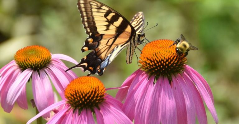 How to Create a Butterfly and Bee-Friendly Garden