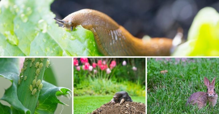 How To Defend Your Garden Against These 17 Enemies