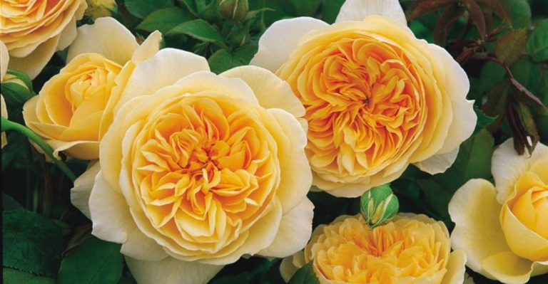 How to Grow a Jane Austen-Inspired Garden Full of Charm