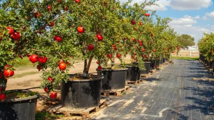 How to Grow a Pomegranate Tree in a Container – 18 Must-Know Tips