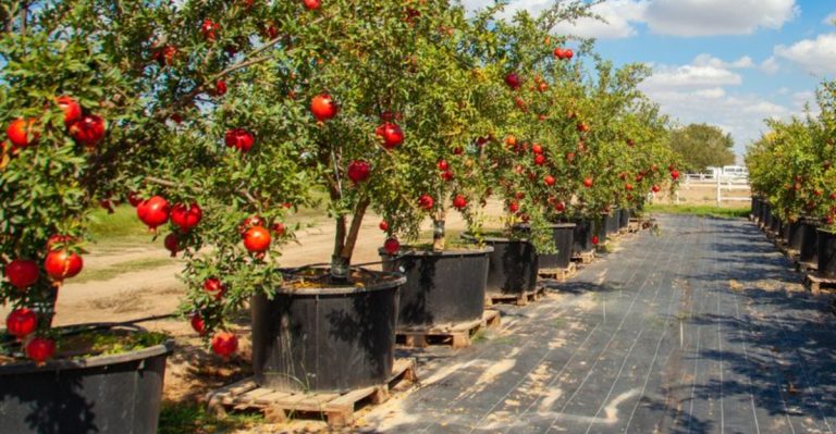 How to Grow a Pomegranate Tree in a Container – 18 Must-Know Tips