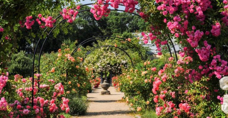 How to Grow a Rose Arch That Turns Your Yard into a Romance Novel