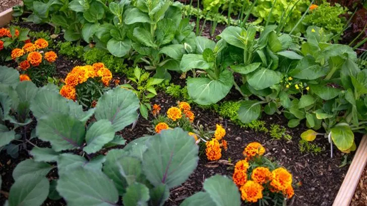 How to Grow an Abundant Vegetable Garden in Small Spaces