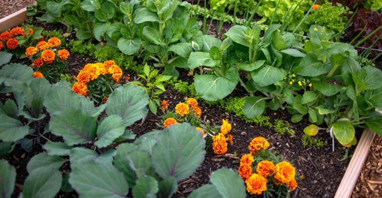 How to Grow an Abundant Vegetable Garden in Small Spaces