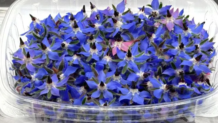 How to Grow Edible Flowers That Double as Natural Decorations