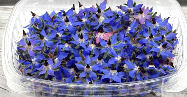 How to Grow Edible Flowers That Double as Natural Decorations