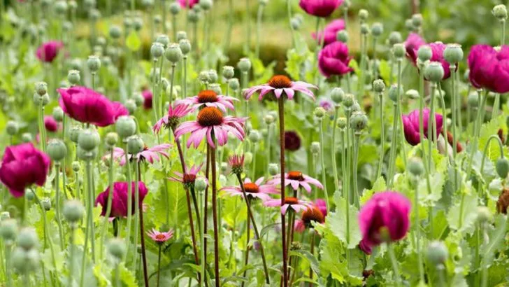 How to Plant Wildflower Seeds Now for a Colorful Garden This Spring