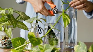 How to Propagate Plants from Cuttings Like a Pro - Plantisima