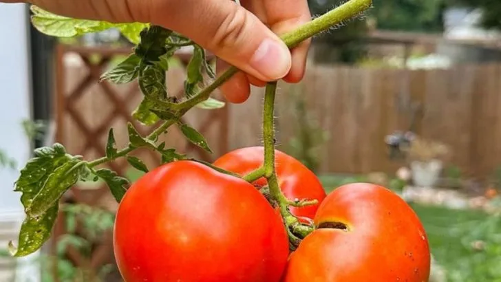How to Prune Tomatoes for Maximum Yield and Plant Health