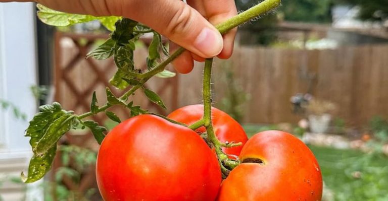 How to Prune Tomatoes for Maximum Yield and Plant Health