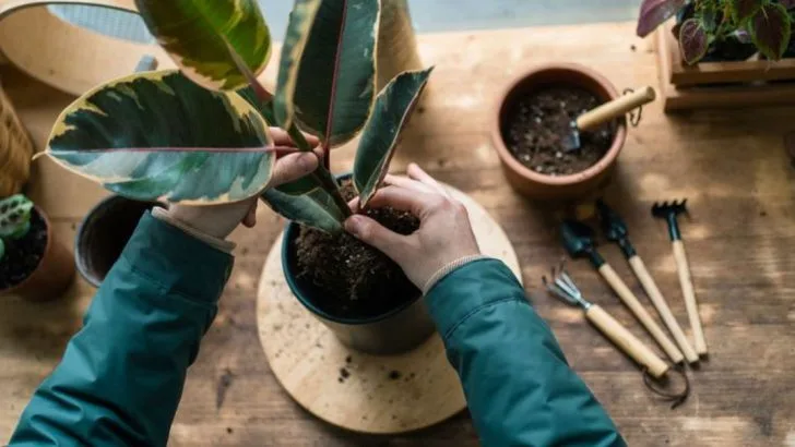 How to Revive a Dying Houseplant: Expert Tips That Work