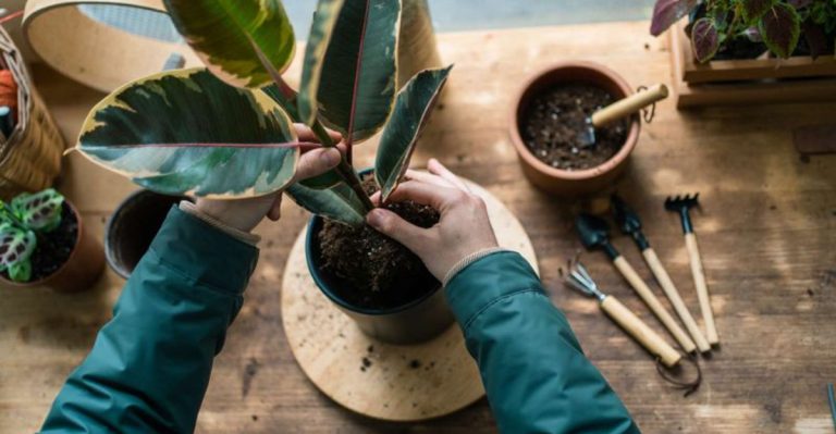 How to Revive a Dying Houseplant: Expert Tips That Work