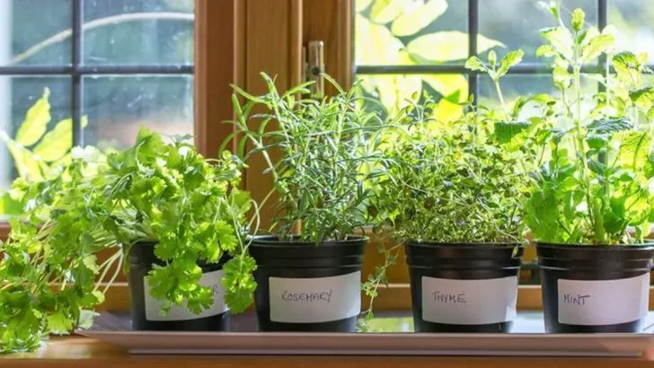 How to Start a Thriving Herb Garden in Your Kitchen