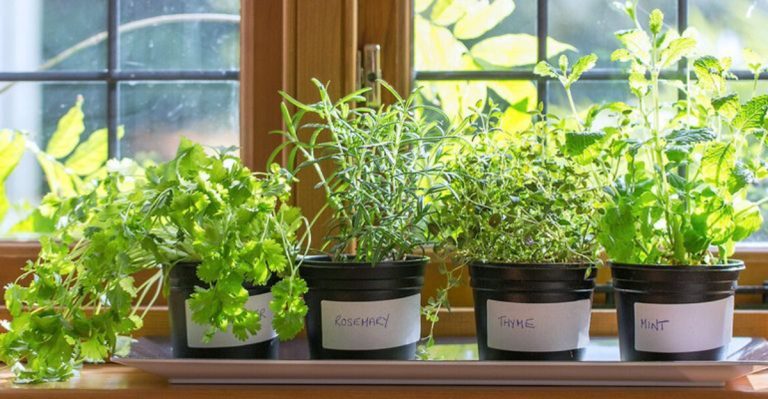 How to Start a Thriving Herb Garden in Your Kitchen