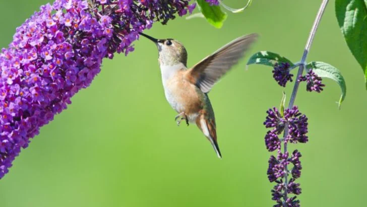 Hummingbirds Will Keep Coming Back For These 16 Perennial Flowers