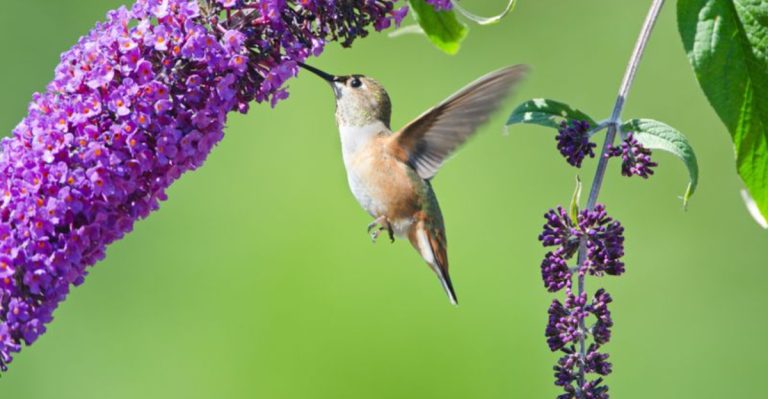 Hummingbirds Will Keep Coming Back For These 16 Perennial Flowers
