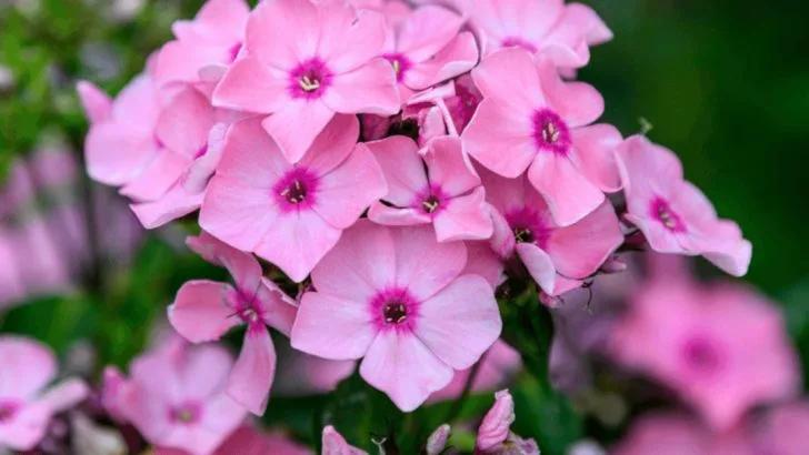 Never Buy a Bouquet Again with These 22 Fast-Blooming Flowers