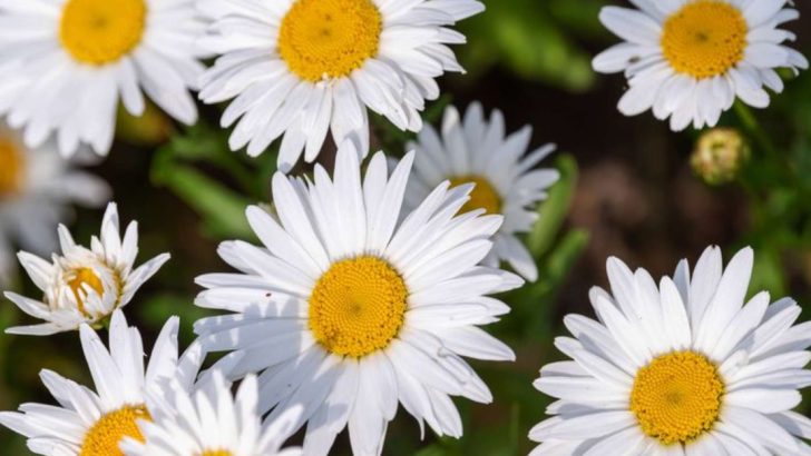 No More Weeding! These 18 Perennial Flowers Can Outcompete Weeds