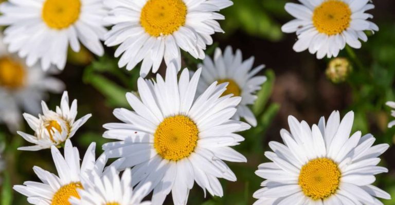 No More Weeding! These 18 Perennial Flowers Can Outcompete Weeds
