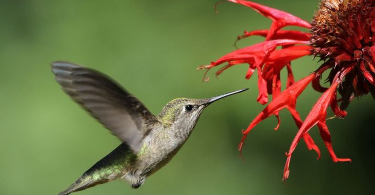 Plant These 23 Flowers Now for a Summer Garden That Hummingbirds Can’t Resist