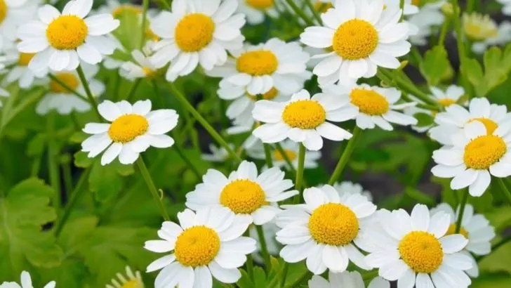 The 12 Most Underrated Plants That Will Brighten Your Garden