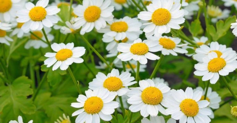 The 12 Most Underrated Plants That Will Brighten Your Garden