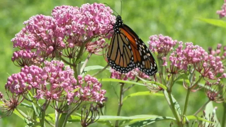 The 18 Best Plants for Attracting Rare Pollinators to Your Garden