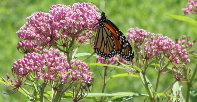 The 18 Best Plants for Attracting Rare Pollinators to Your Garden